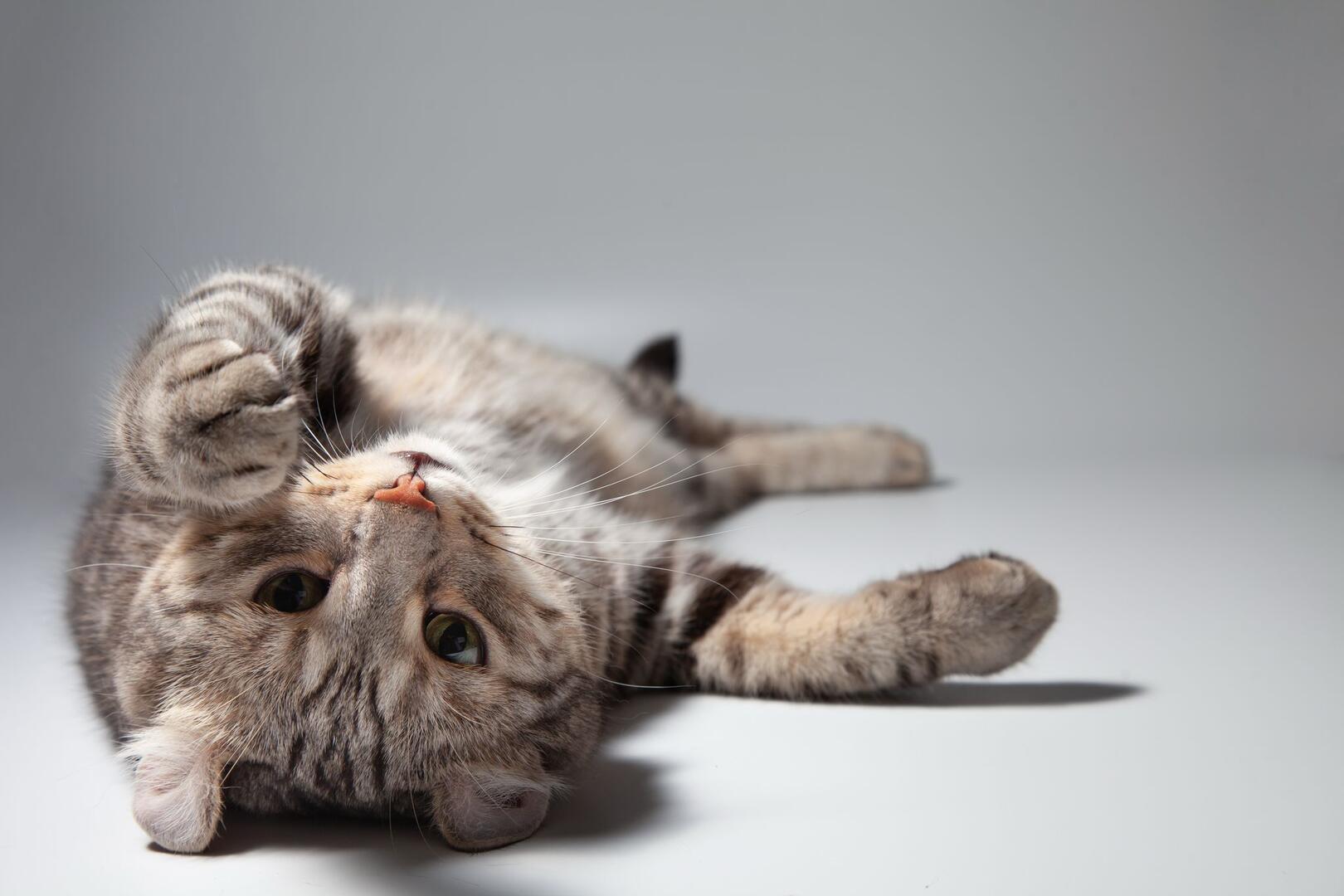 Cat Picture